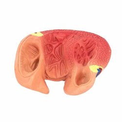 Hjerte model (2 dele)