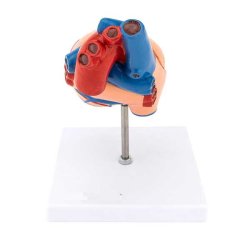 Hjerte model (2 dele)