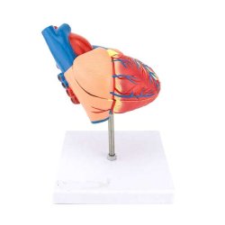 Hjerte model (2 dele)